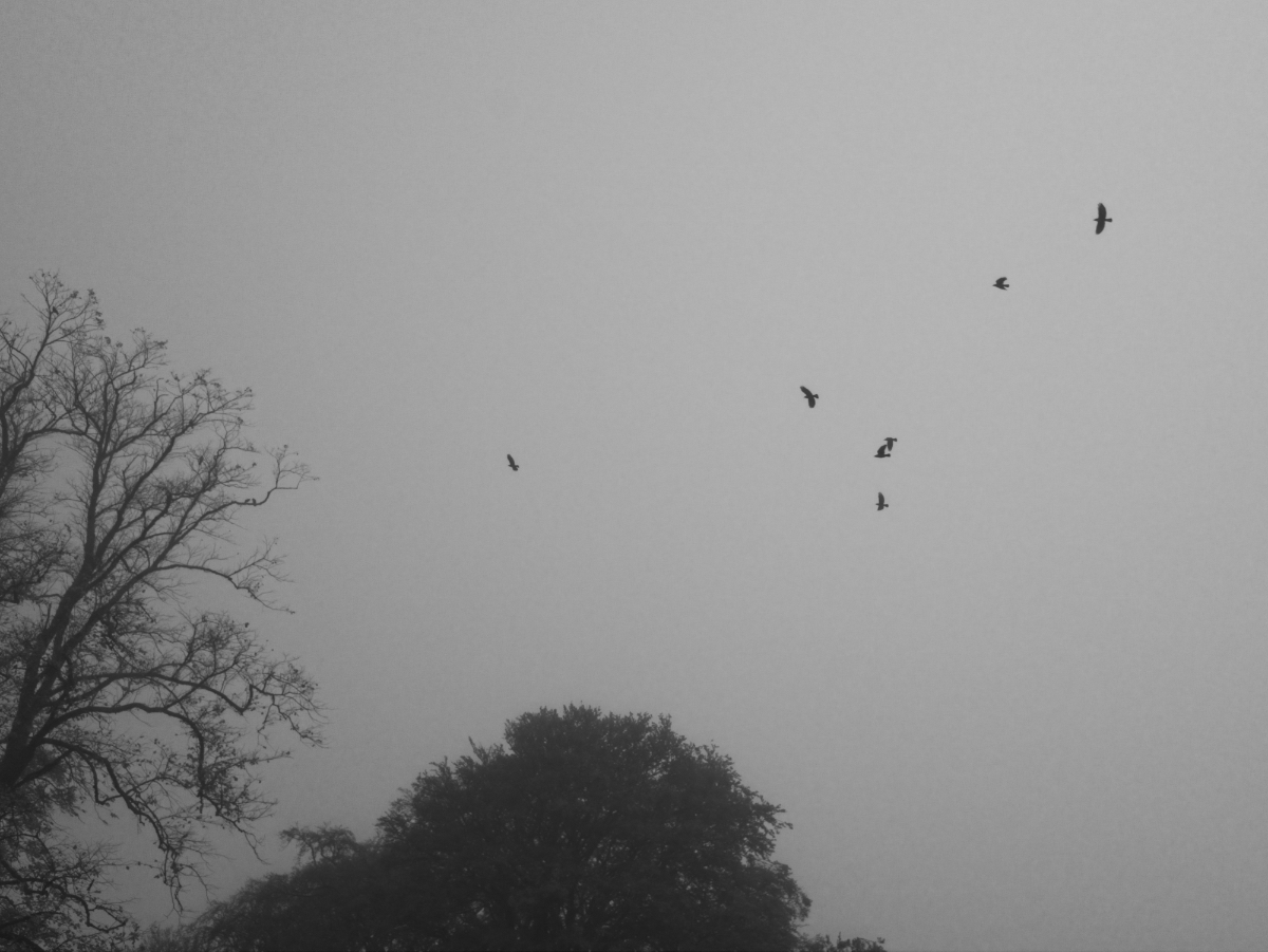 As the Crows Fly